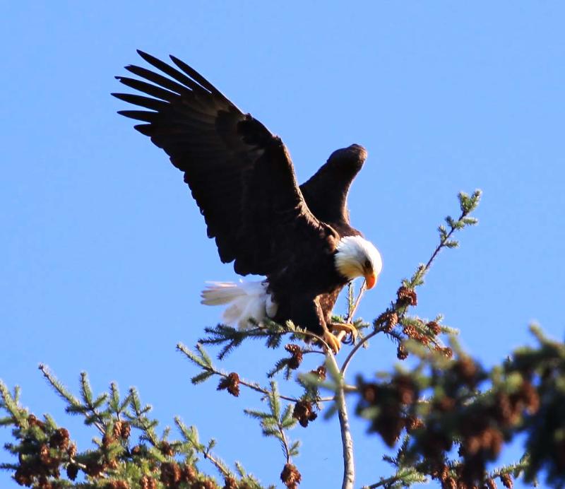 Bald Eagle