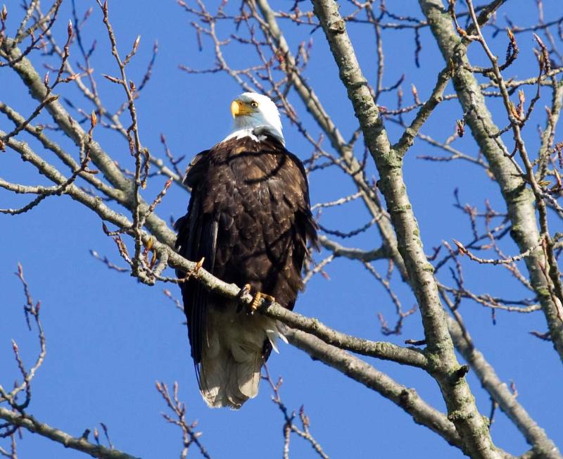Bald Eagle