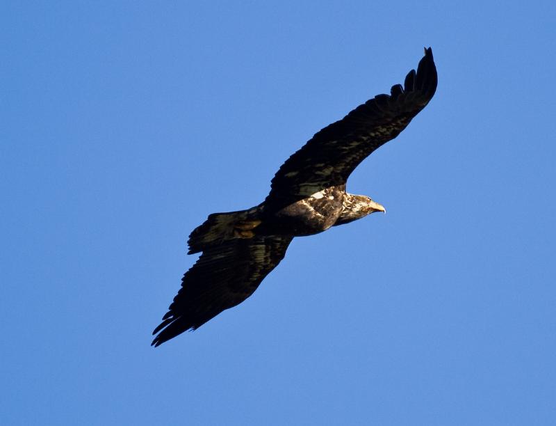 Bald Eagle, immature