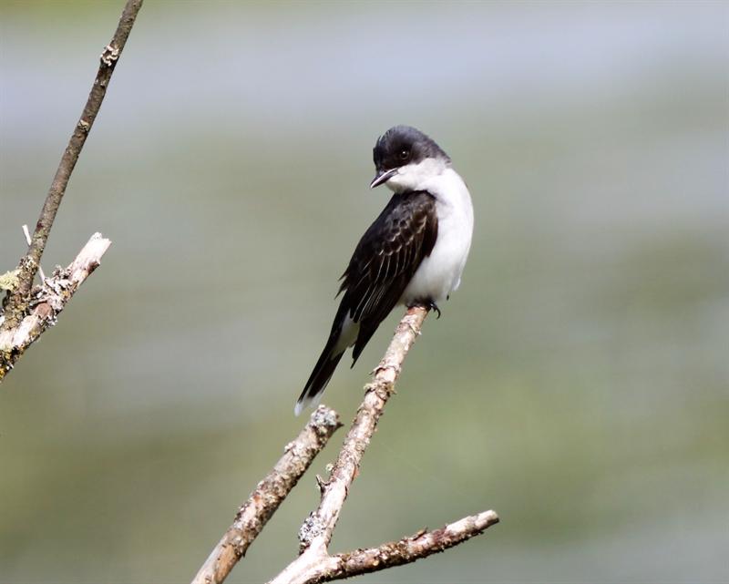 Eastern Kingbird
