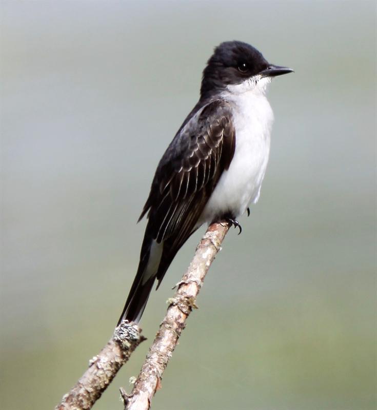 Eastern Kingbird