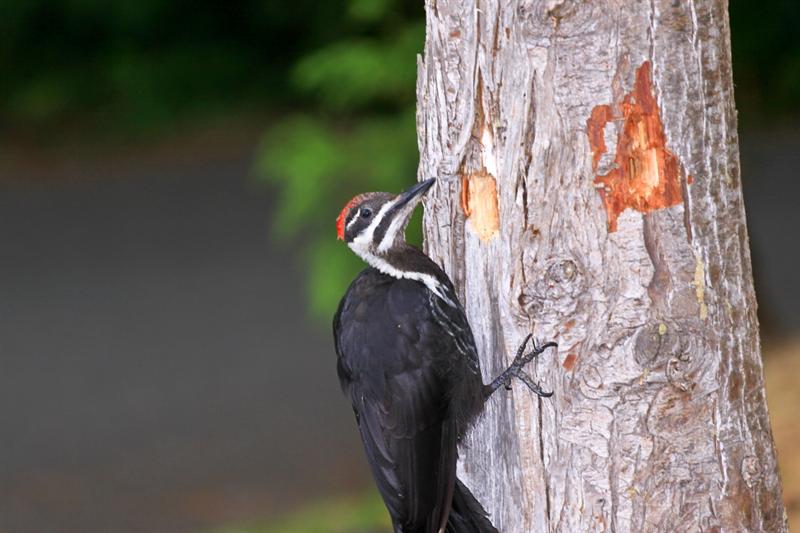 Pileated Woodpecker