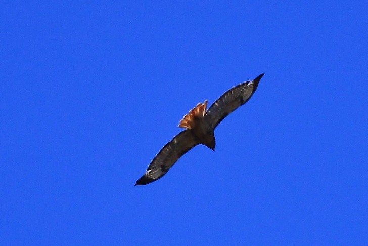 Red Tail Hawk