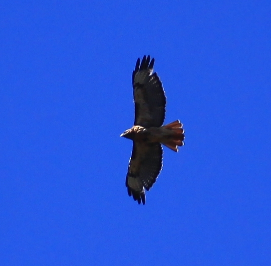 Red Tail Hawk
