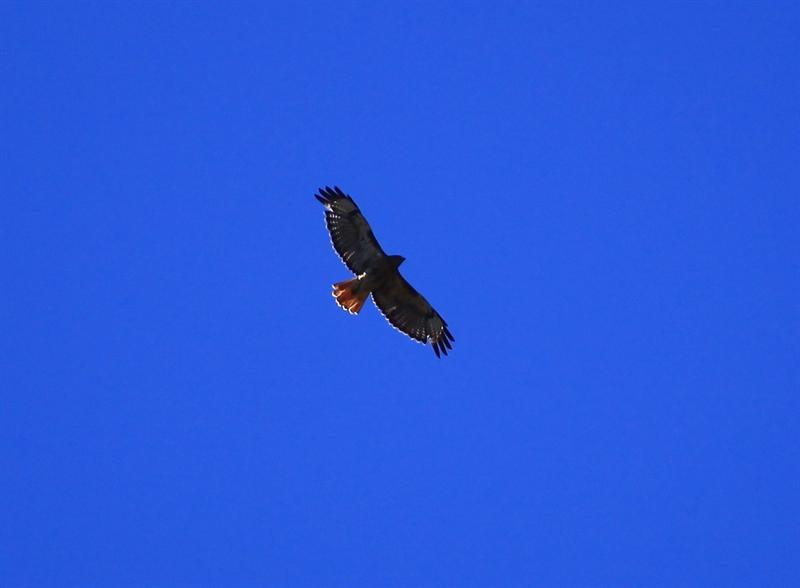 Red Tail Hawk