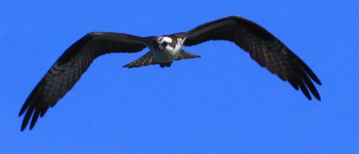 Osprey