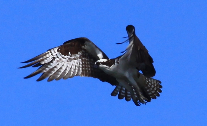 Osprey