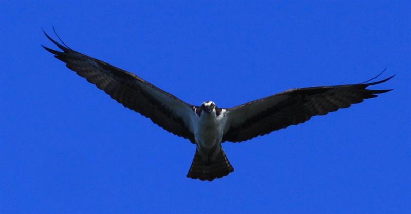 osprey