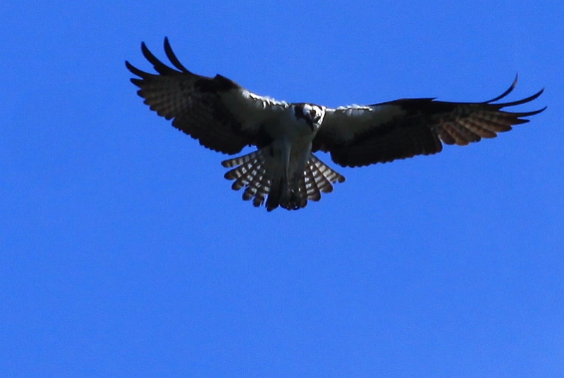 osprey