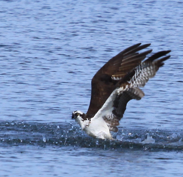 osprey
