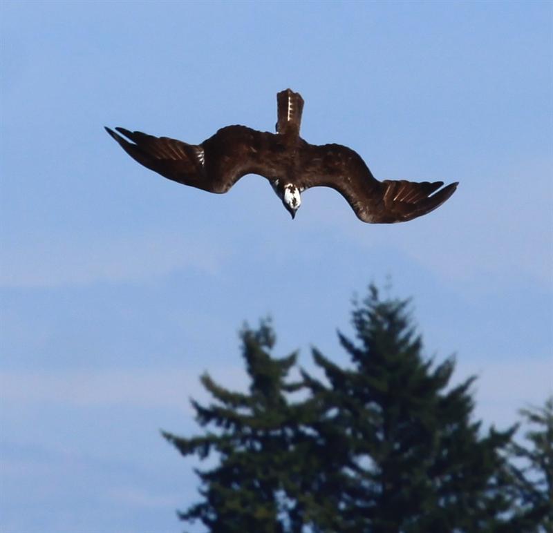 osprey