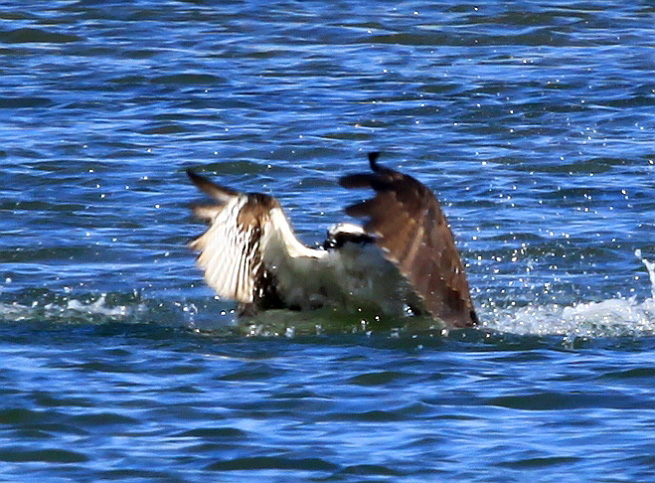 osprey