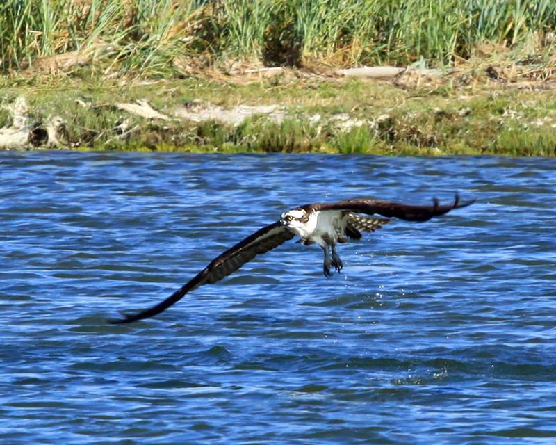 osprey