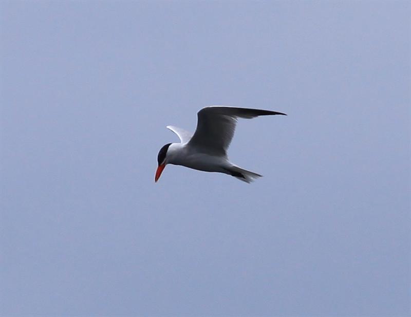 Caspian Tern
