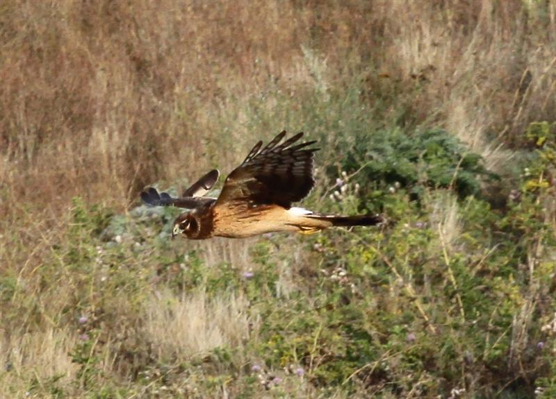 Marsh Hawk
