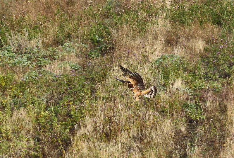 Marsh Hawk
