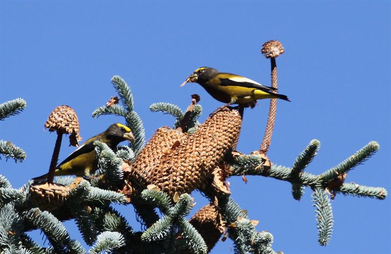 Evening Grosbeaks