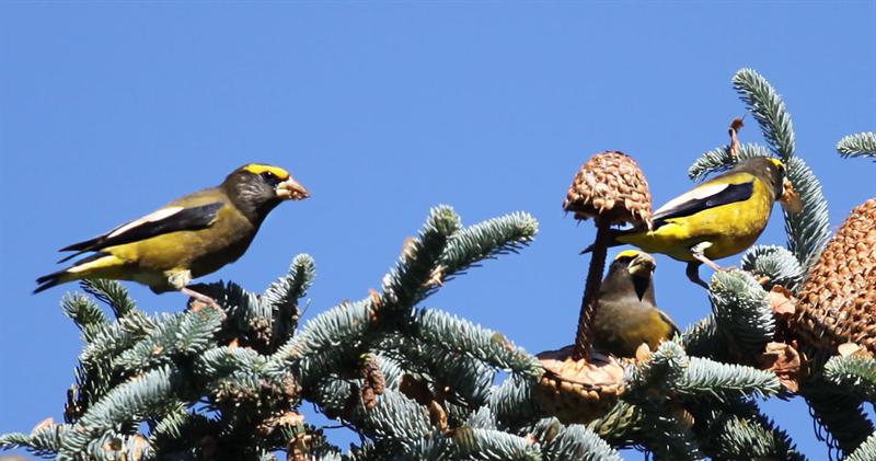 Evening Grosbeaks