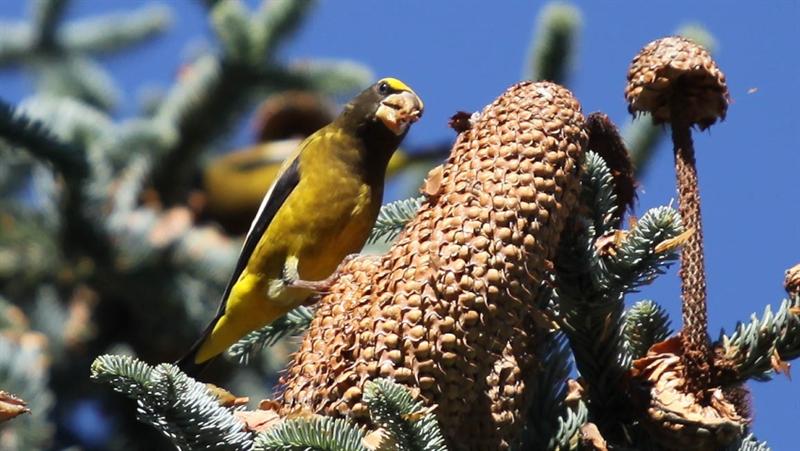 Evening Grosbeaks