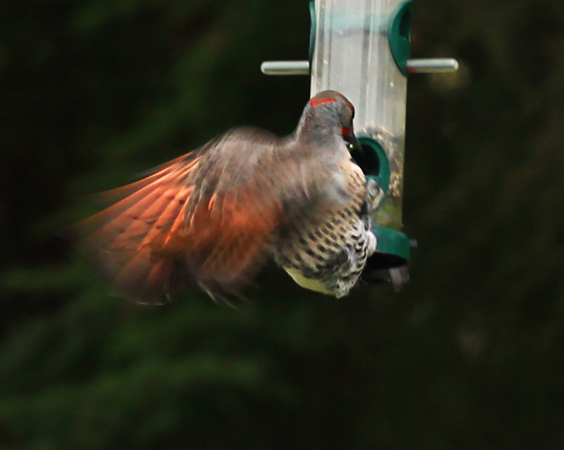 Northern Flicker