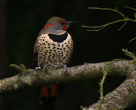 Northern Flicker