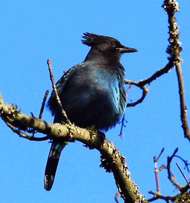 Steller's Jay