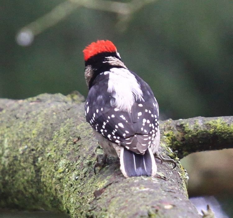 Downy Woodpecker