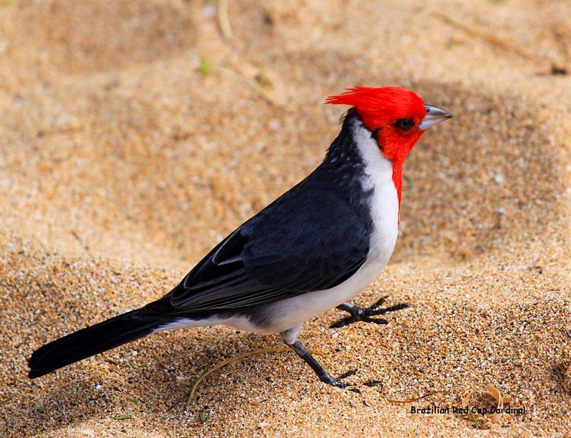 Brazilian Red Cap Cardinal