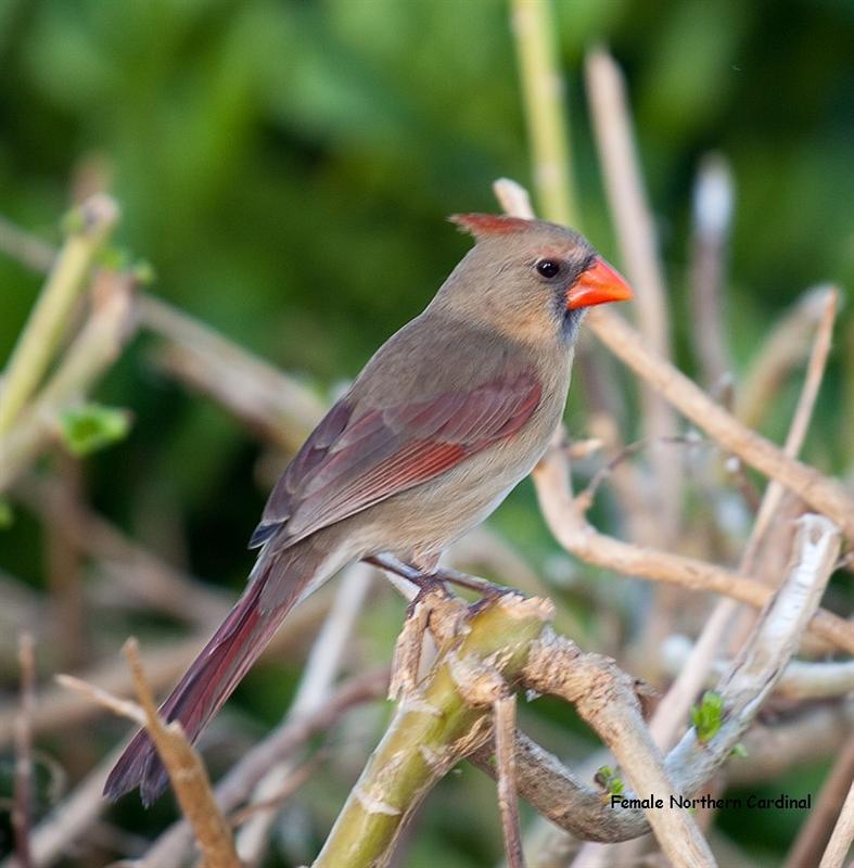 Female Northern Cadinal