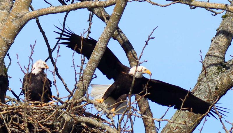 Bald Eagle Nest