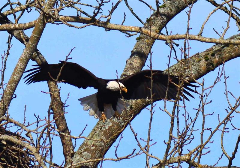 Bald Eagle Nest