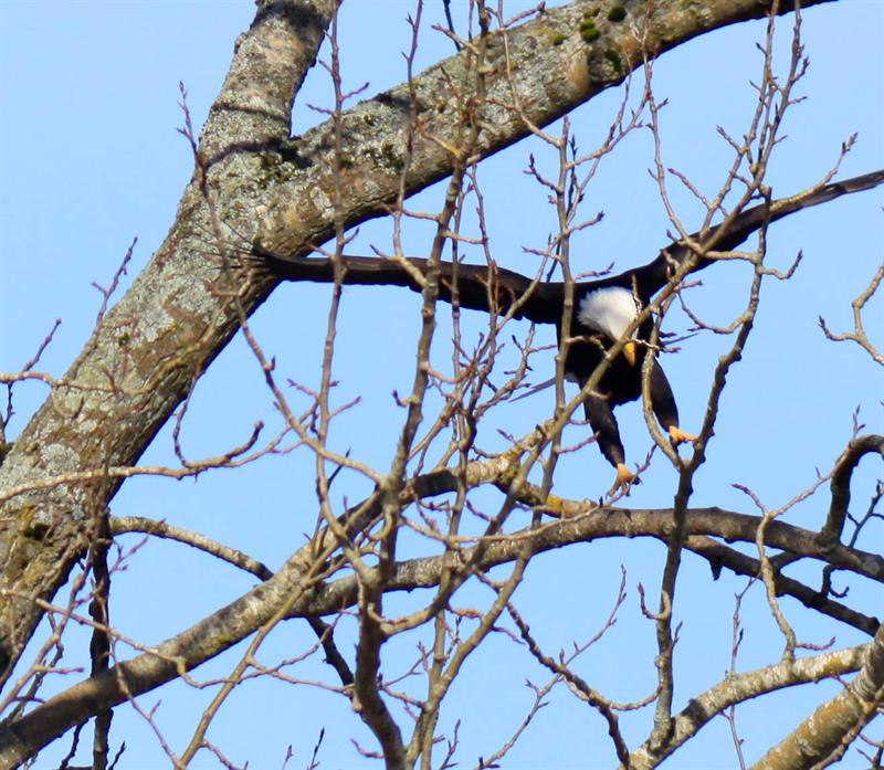 Bald Eagle Nest
