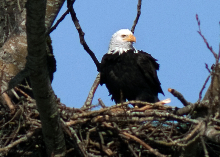Bald Eagle Nest