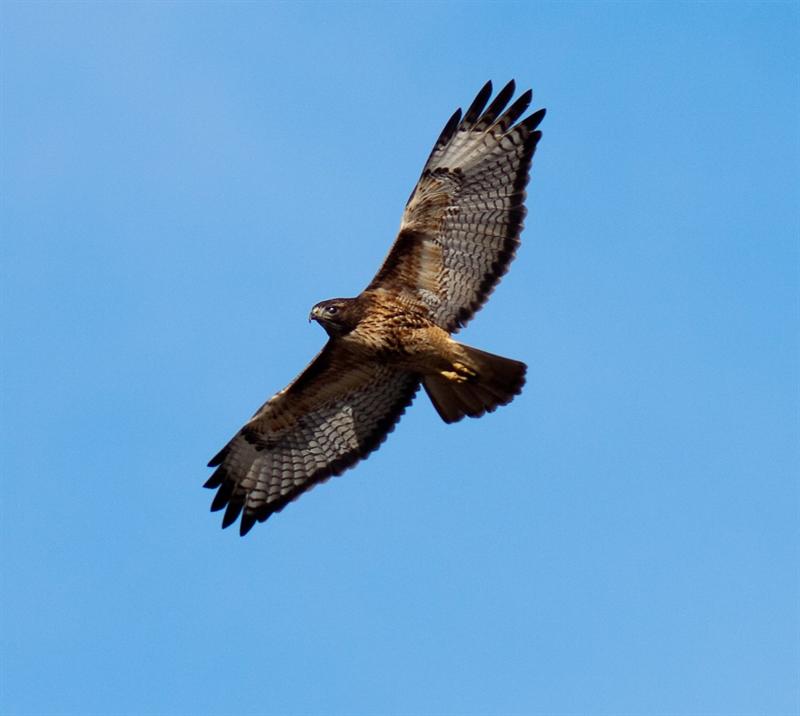 Red Tail Hawk