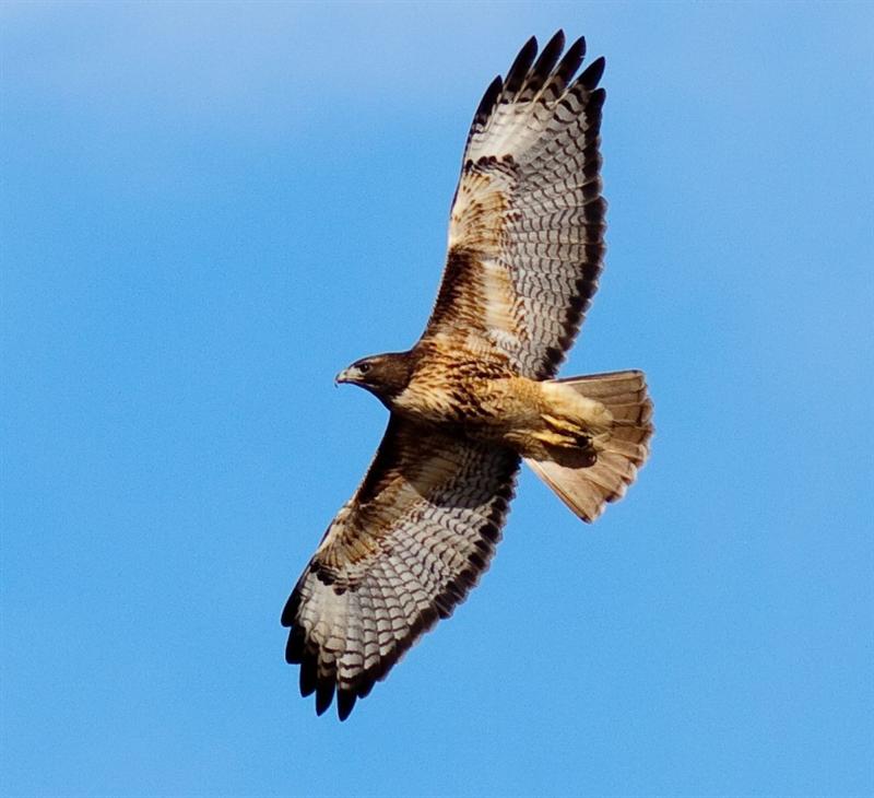 Red Tail Hawk
