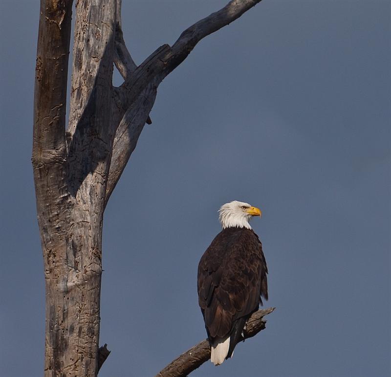 Bald Eagle