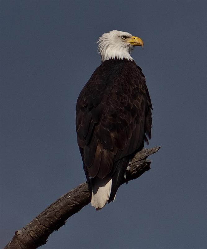 Bald Eagle