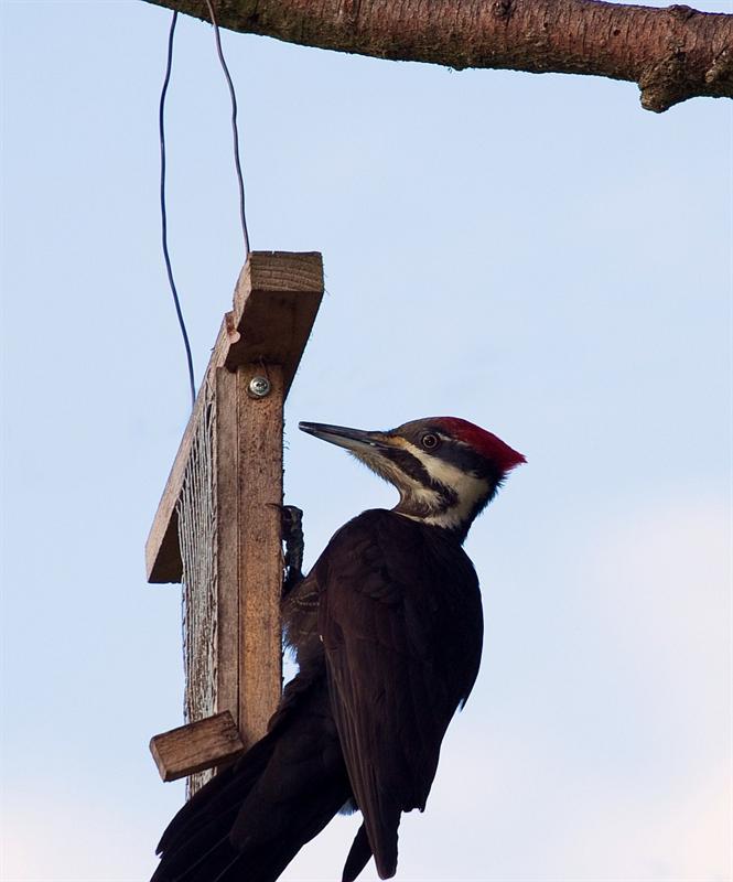 Pileated Woodpecker