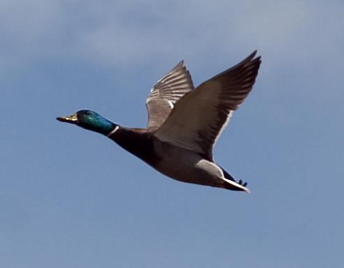 In flight