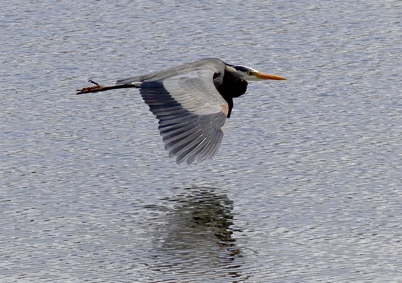 Great Blue heron