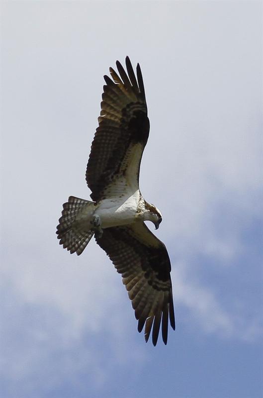 Osprey
