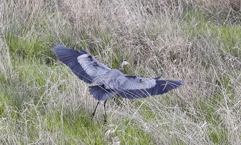 Great Blue heron