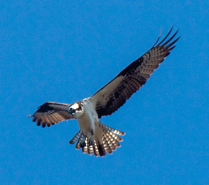 Osprey