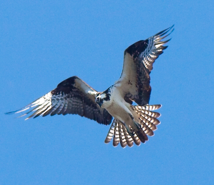 Osprey