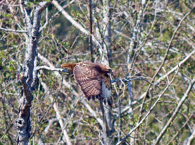 Red Tail Hawk