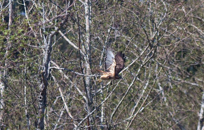 Red Tail Hawk