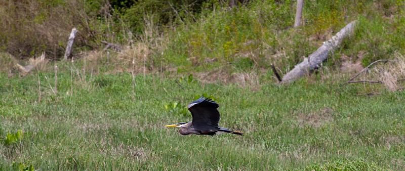 Blue Heron