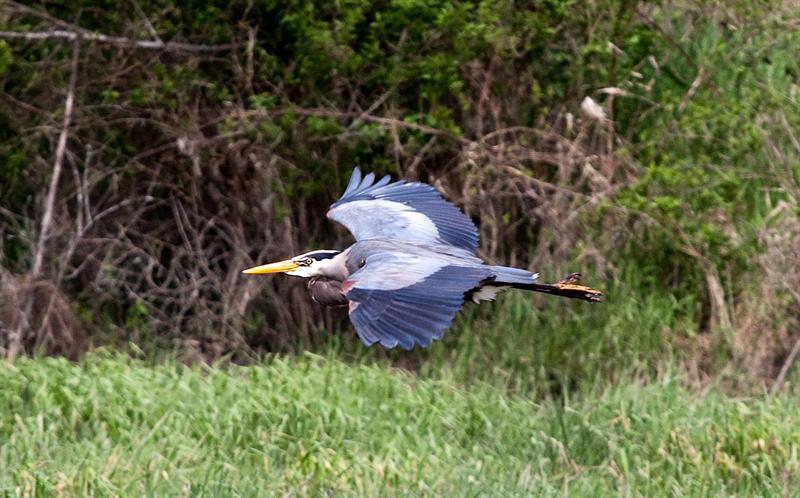 Blue Heron