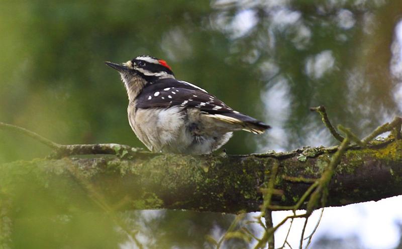 Downy Woodpecker