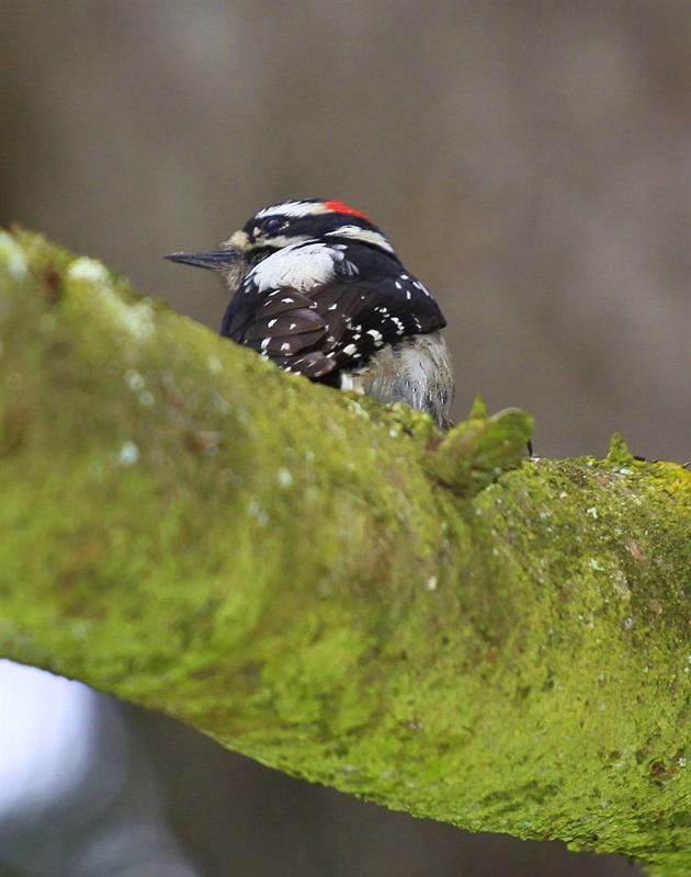 Downy Woodpecker